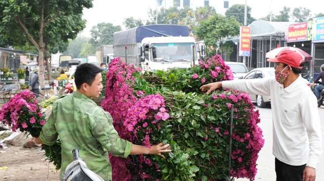 [Ảnh] Vắng người mua, giá hoa Tết tại huyện Mê Linh giảm gần 50% - Ảnh 2.