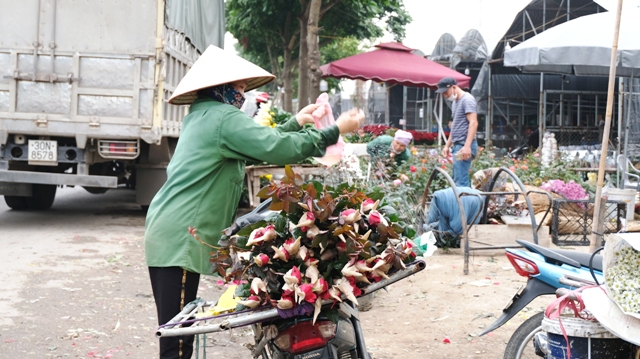 [Ảnh] Vắng người mua, giá hoa Tết tại huyện Mê Linh giảm gần 50% - Ảnh 3.