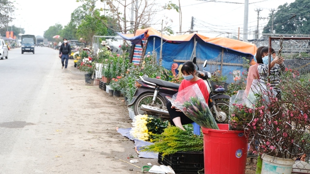 [Ảnh] Vắng người mua, giá hoa Tết tại huyện Mê Linh giảm gần 50% - Ảnh 5.