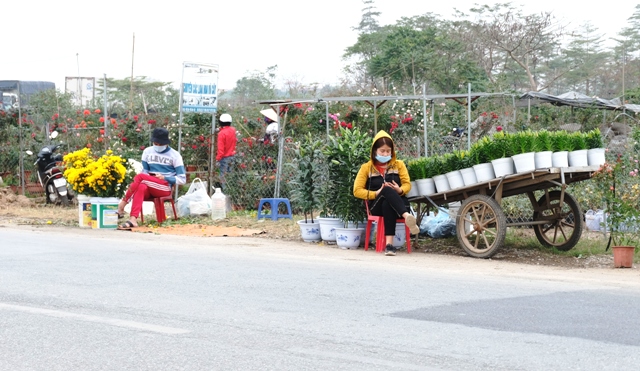 [Ảnh] Vắng người mua, giá hoa Tết tại huyện Mê Linh giảm gần 50% - Ảnh 7.