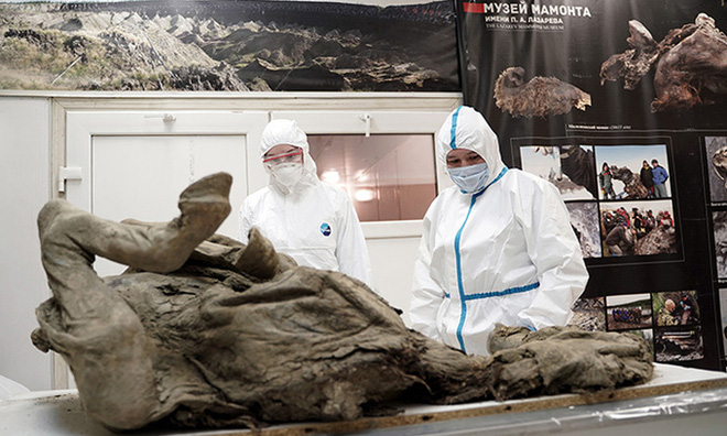 Nga truy tìm virus thời tiền sử trong xác ngựa bị chôn vùi 4500 năm dưới băng vĩnh cửu - Ảnh 1.