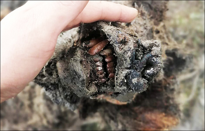 Nga truy tìm virus thời tiền sử trong xác ngựa bị chôn vùi 4500 năm dưới băng vĩnh cửu - Ảnh 2.