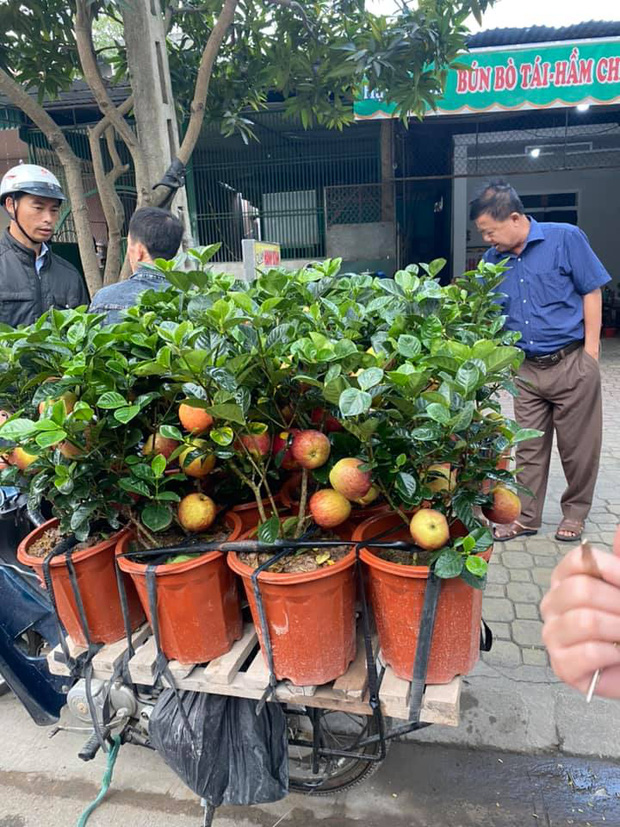 Gia đình bỏ hơn 1 triệu mua cây táo chơi Tết, 3 ngày sau cây nở ra… hoa dâm bụt khiến khách vừa “khen đểu” vừa cười tắc thở - Ảnh 2.