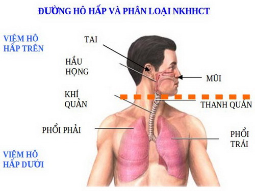 Các loại nước uống hỗ trợ trị bệnh lây qua đường hô hấp - Ảnh 1.