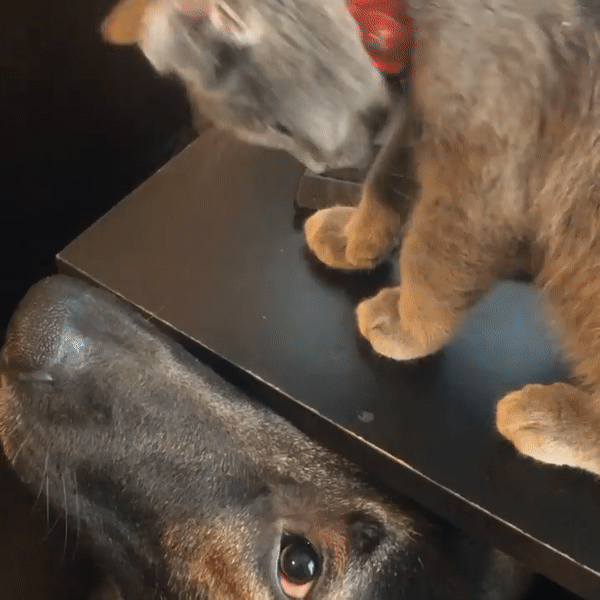 Cô mèo nằm gọn trong miệng chú chó, khoảnh khắc khiến ai cũng rùng mình nhưng thực chất lại phản ánh mối quan hệ kỳ lạ của 2 con vật - Ảnh 2.