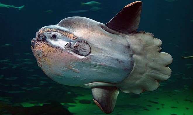 Những động vật nào khủng nhất dưới đại dương? - Ảnh 2.