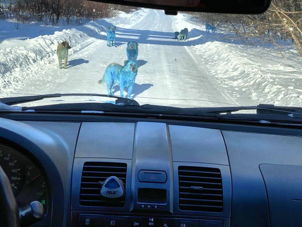 Băng đảng chó Nga khiến du khách hết hồn vì chặn đầu xe với bộ lông xanh lè - Ảnh 1.