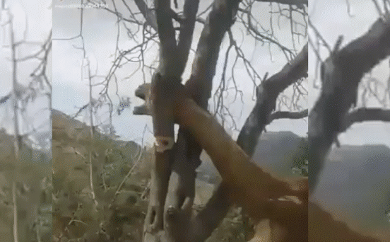 Clip: Lạc đà kẹp cổ vào chẽ cây, kêu cứu thảm thiết