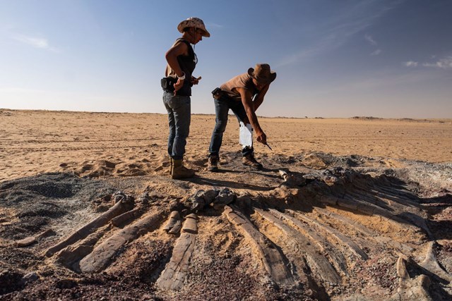 [ẢNH] Kho tàng xương khủng long mắc kẹt ở sa mạc Sahara vì dịch Covid-19 - Ảnh 5.