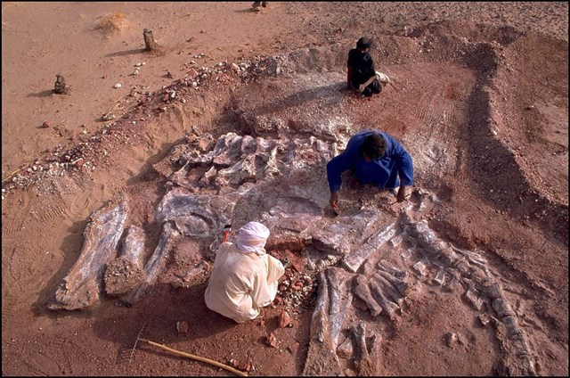 [ẢNH] Kho tàng xương khủng long mắc kẹt ở sa mạc Sahara vì dịch Covid-19 - Ảnh 7.
