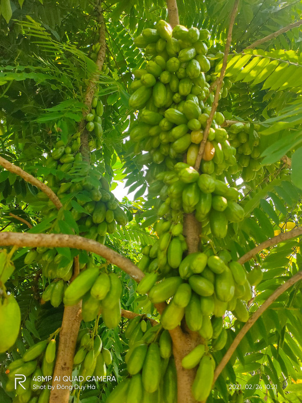 Loại khế tròn như trái nhót mọc thành chùm bó lấy thân cây khiến cư dân mạng trầm trồ, nghe về độ chua của nó mới thực sự hoảng hốt - Ảnh 1.