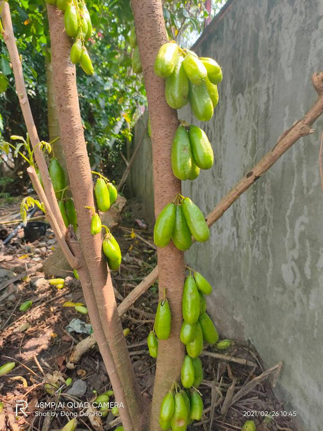 Loại khế tròn như trái nhót mọc thành chùm bó lấy thân cây khiến cư dân mạng trầm trồ, nghe về độ chua của nó mới thực sự hoảng hốt - Ảnh 3.