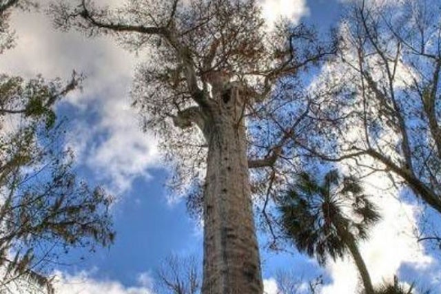 Khám phá 7 cây có tuổi thọ ‘khủng’ nhất thế giới từng được con người phát hiện - Ảnh 1.