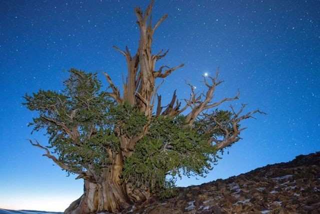 Khám phá 7 cây có tuổi thọ ‘khủng’ nhất thế giới từng được con người phát hiện - Ảnh 4.