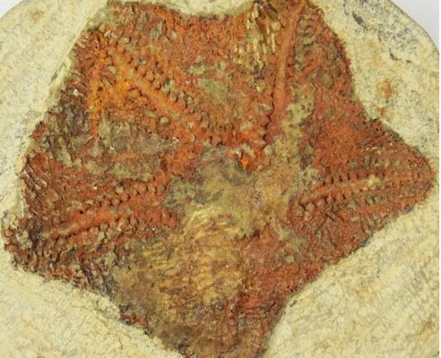 Tìm thấy quái thú 5 tay bị phong ấn 480 triệu năm trong đá - Ảnh 1.