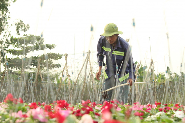 Người trồng hoa, bán hoa như “ngồi trên đống lửa” vì lo ế hàng dịp Tết - Ảnh 2.