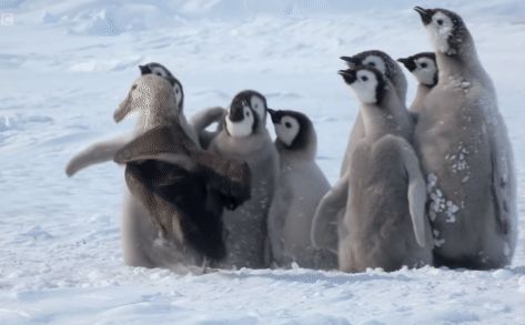Đàn chim cánh cụt con lập đội hình chống lại hải âu khổng lồ, vị 'anh hùng' bất ngờ đến giải cứu vào phút cuối