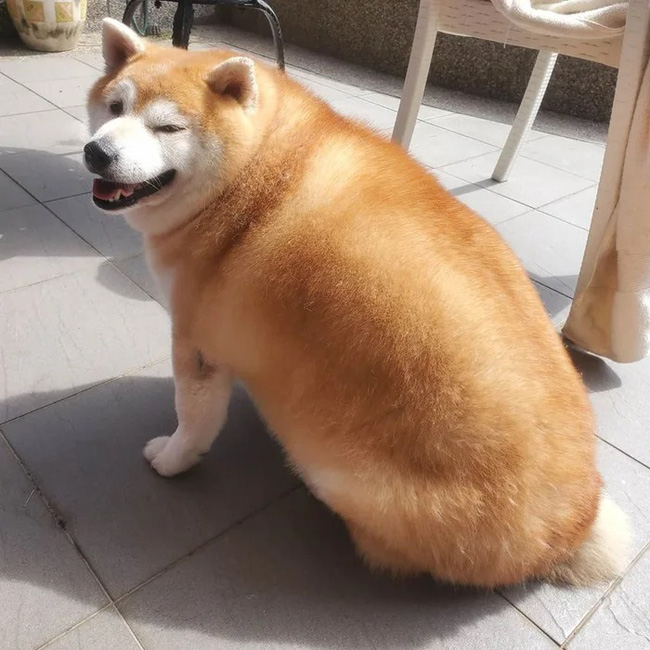 Chó Shiba bị “thần heo nhập”, ăn kiêng 9 năm vẫn béo tròn, nguyên nhân đằng sau vừa tội vừa buồn cười - Ảnh 1.