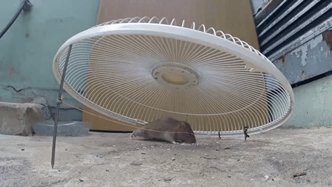 Cách làm bẫy chuột cực dễ bách phát bách trúng từ lồng của 1 chiếc quạt điện hỏng