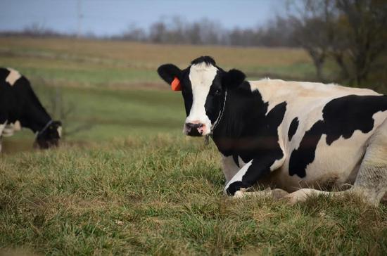 Trường đại học Mỹ nghiên cứu sử dụng phân bò để sưởi ấm: Hệ thống có thể tạo ra 909 triệu lít khí tự nhiên tái tạo mỗi năm - Ảnh 4.