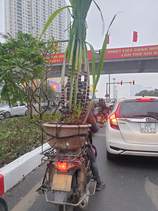 Kinh tế khó khăn nhưng vẫn muốn có cây cảnh chơi Tết, hãy để cư dân mạng dạy bạn - Ảnh 5.