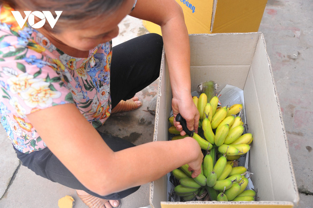 Về làng Đại Hoàng “săn” chuối ngự “tiến vua” - Ảnh 6.