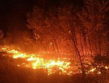 Vườn cây rộng 10.000m2 ở Bình Phước bị lửa thiêu rụi trong đêm - Ảnh 1.