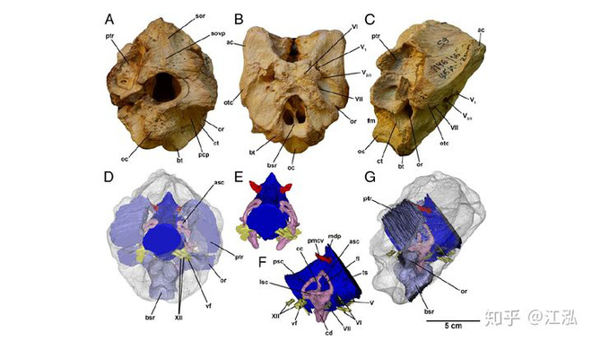 Giải mã bí ẩn về sự trỗi dậy của họ Tyrannosaurus - Khủng long bạo chúa - Ảnh 9.