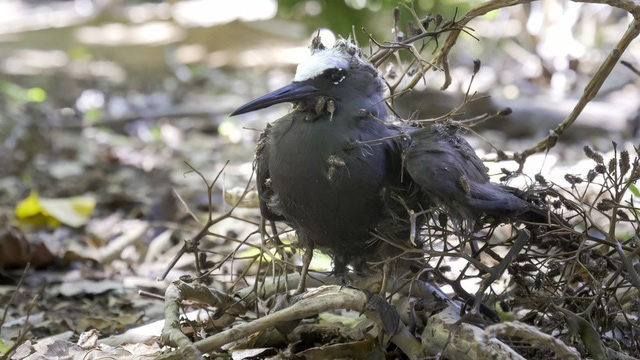 Loài cây tử thần chuyên giết chim để biến xác thành phân bón - Ảnh 1.