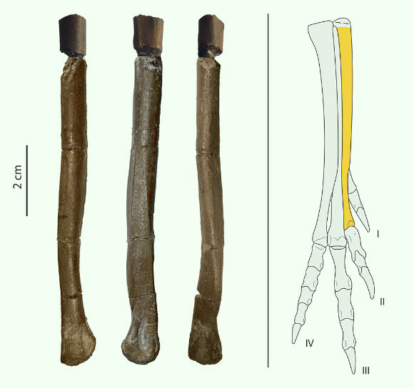 Một loài khủng long mới được phát hiện tại Tây Ban Nha có vẻ ngoài gần giống như loài chim hiện đại - Ảnh 3.