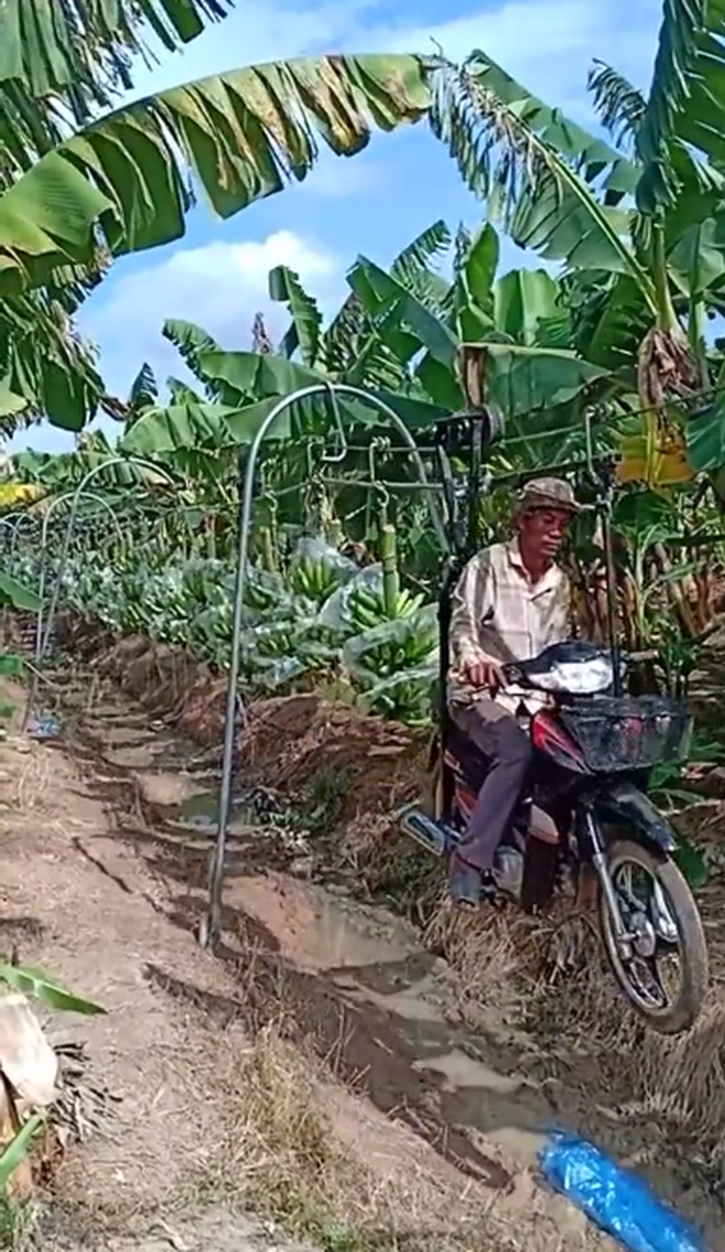 Dân mạng Việt té ngửa trước cảnh thu hoạch chuối ở nước bạn, quả là cách tiết kiệm sức người có một không hai - Ảnh 3.