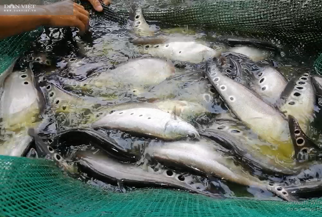 Nuôi loài cá dáng đã điệu, ăn mặc còn điệu hơn, 8X Đà Nẵng kiếm bộn tiền - Ảnh 4.