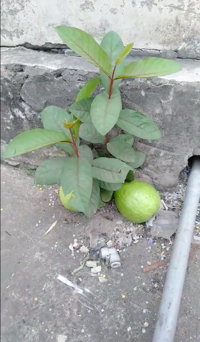Khi cây trái ở Việt Nam ra hoa kết quả vượt ngoài quy luật tự nhiên, đến cả người trồng cũng sửng sốt không tin - Ảnh 1.