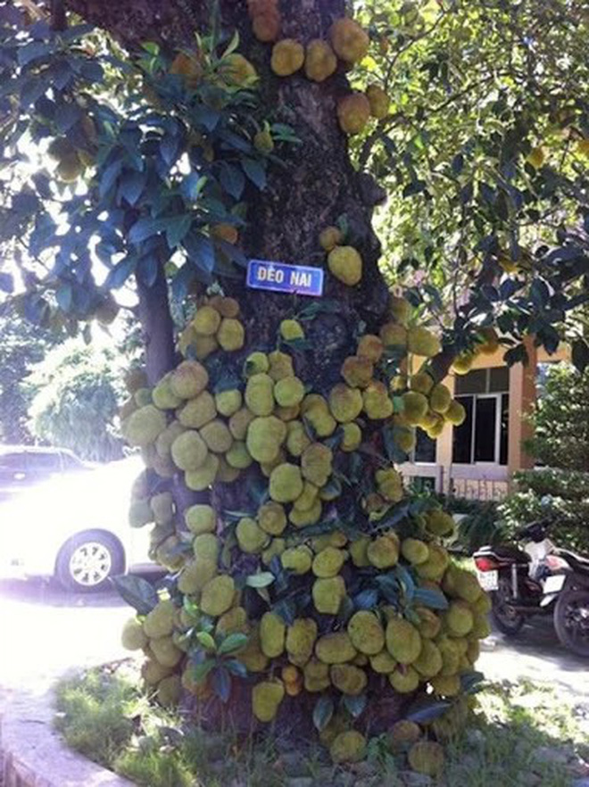 Khi cây trái ở Việt Nam ra hoa kết quả vượt ngoài quy luật tự nhiên, đến cả người trồng cũng sửng sốt không tin - Ảnh 25.
