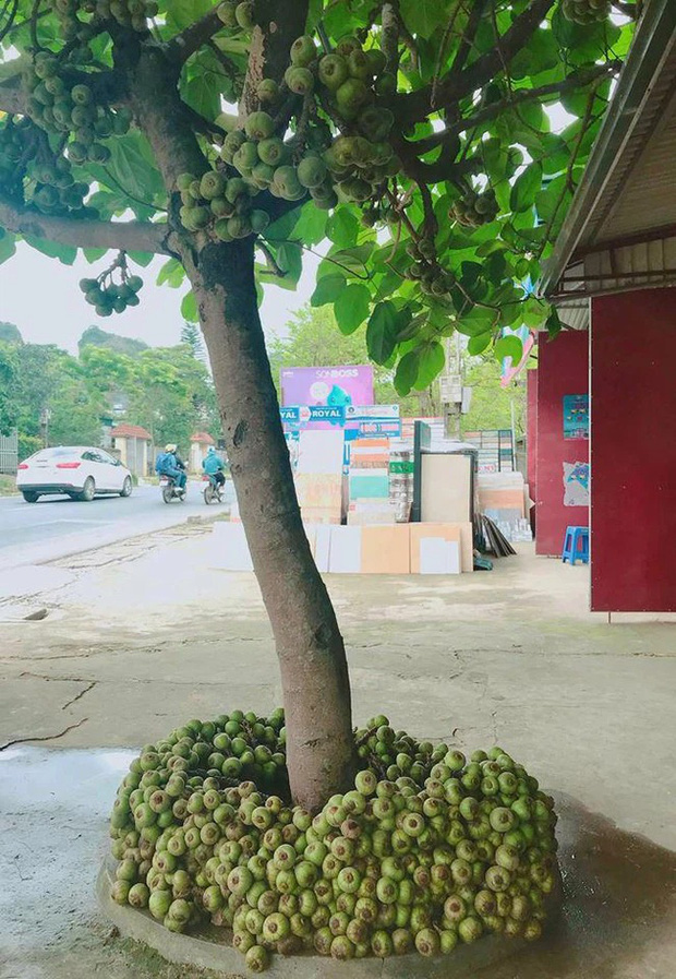 Khi cây trái ở Việt Nam ra hoa kết quả vượt ngoài quy luật tự nhiên, đến cả người trồng cũng sửng sốt không tin - Ảnh 11.