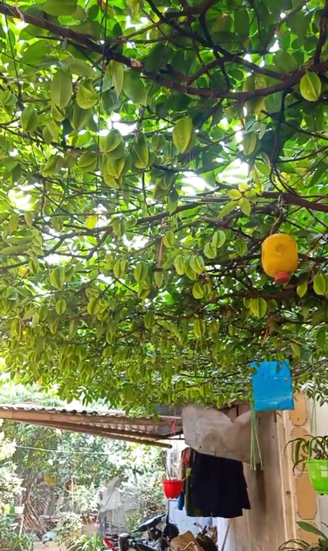 Khi cây trái ở Việt Nam ra hoa kết quả vượt ngoài quy luật tự nhiên, đến cả người trồng cũng sửng sốt không tin - Ảnh 15.