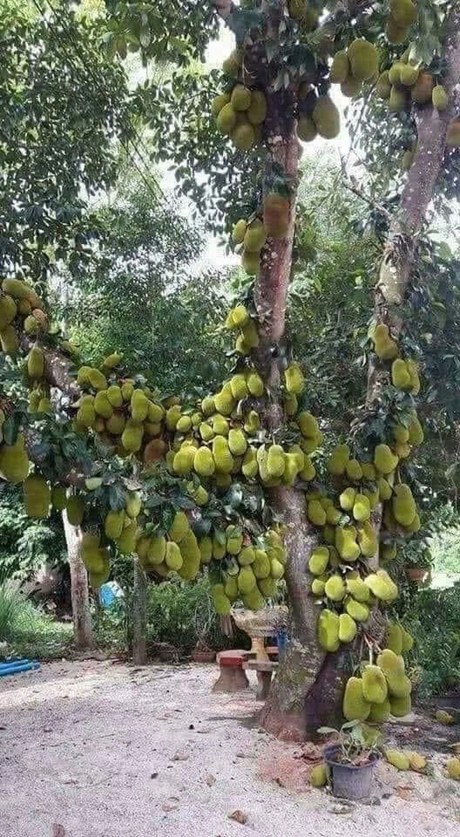 Khi cây trái ở Việt Nam ra hoa kết quả vượt ngoài quy luật tự nhiên, đến cả người trồng cũng sửng sốt không tin - Ảnh 26.