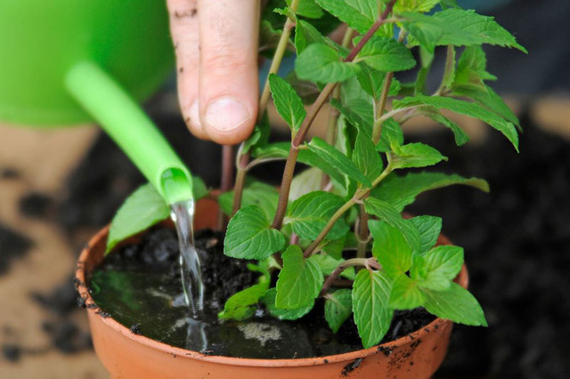 7 loại cây gia vị bạn nên trồng để vừa ăn ngon vừa đuổi gián, muỗi cực hiệu quả - Ảnh 2.