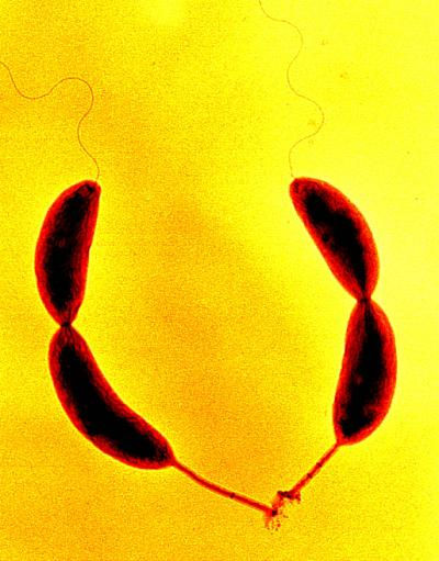 Tìm thấy loài vi khuẩn biến dạng qua 10 thế hệ để chống chọi với thuốc kháng sinh - Ảnh 1.