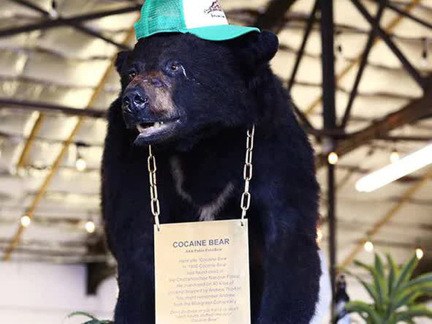 Cocaine Bear: Chuyện về chú gấu đen đủi ăn hết hơn 30 cân ma túy, những gì xảy ra sau đó đã đi vào huyền thoại - Ảnh 3.