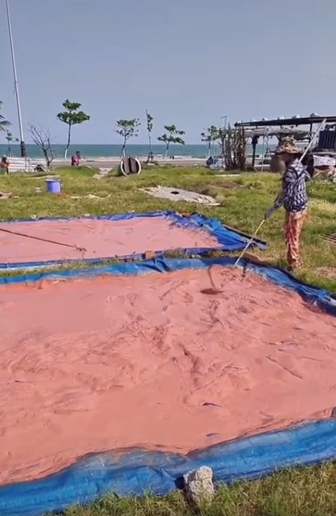 Tò mò khi thấy những thửa ruộng lạ màu hồng như đất sét ngay bên bờ biển, ai cũng té ngửa khi biết đó là một món đặc sản khá ngon - Ảnh 1.