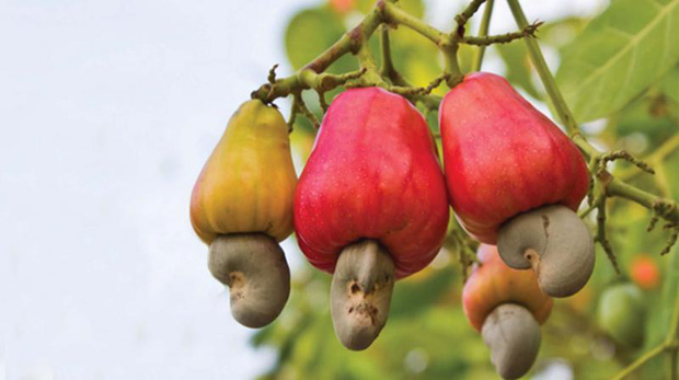 Có 1 loại trái cây dù ăn hạt suốt ngày nhưng hiếm người từng được thử ăn quả - Ảnh 3.