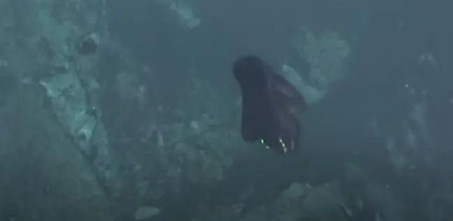 Video: Rùng mình xem quái vật biển thay hình đổi dạng ở độ sâu 1.127m, trước và sau trông chả liên quan - Ảnh 3.