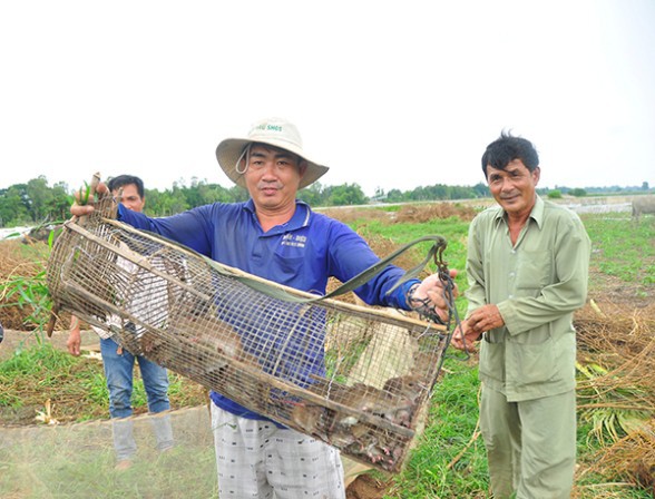 Lãnh đạo Cần Thơ giải thích kế hoạch 30 tỷ đồng... phòng chống chuột - Ảnh 1.