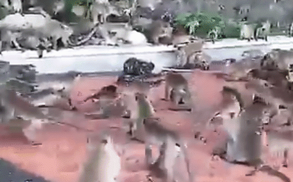 Clip: Cả đàn khỉ đánh đuổi trăn cứu đồng loại