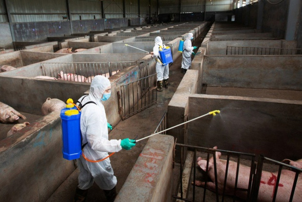 Trung Quốc phát hiện ít nhất 4 biến thể virus gây tả lợn châu Phi - Ảnh 1.