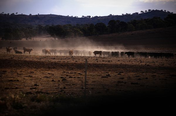 Thịt bò Úc sẽ biến mất khỏi thực đơn trên toàn thế giới vì... Australia không còn bò? - Ảnh 1.