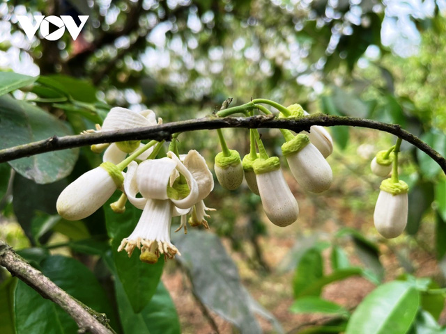 Bưởi cổ thụ cho thu nhập tiền tỷ mỗi năm - Ảnh 3.