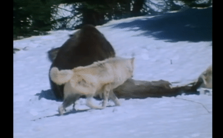 Gấu xám một mình 'cân' cả bầy sói, cuộc chiến nảy lửa trên băng sẽ có kết quả ra sao?