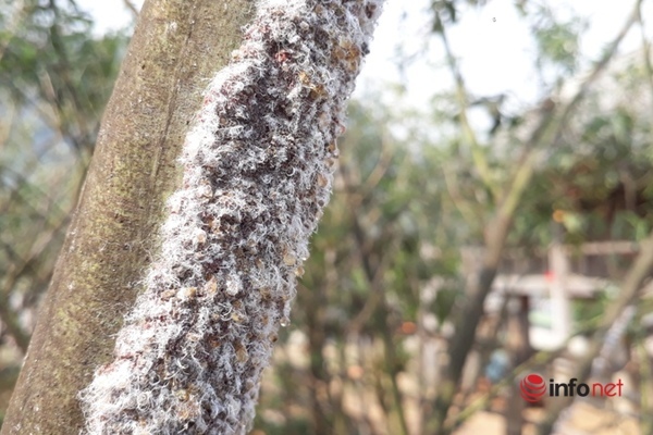 Thu nhập trăm triệu mỗi năm, người dân miền biên xứ Thanh đổi đời nhờ loại côn trùng bé xíu - Ảnh 1.